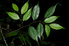 Hopea racophloea